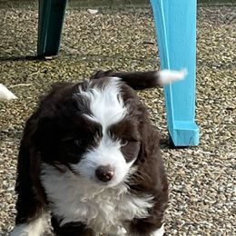 Aussiedoodle Puppies from Cadillac Mini Aussiedoodles, LLC