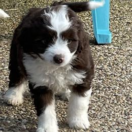 Aussiedoodle Puppies from Cadillac Mini Aussiedoodles, LLC