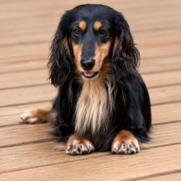 Lita - Dachshund