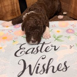 Girl 4 - Brown and white female Aussiedoodle puppy in Lavonia, Georgia from H & A Kennels