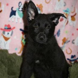 Black - Black male German Shepherd puppy in Shafer, Minnesota from Zwinger aus dem Nordsternstaat