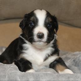 Romeo - Black tri male Miniature Australian Shepherd puppy in Kissee Mills, Missouri from Clinkenbeard Kennel