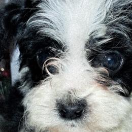 Cavapoos and Cockapoos from Kelley's Goldens Poodles and Doodles