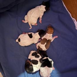 Pup D - White black and tan female Toy Fox Terrier puppy in Clermont, Florida from Debbie Hiles's Toy Fox Terriers