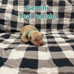 Teal - Golden female Golden Retriever puppy in Salt Lake City, Utah from Soaring golden retrievers