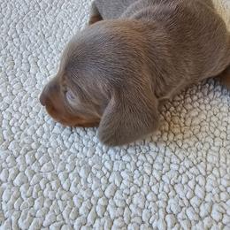Moe - Fawn (Isabella) male Dachshund puppy in Sarasota County, Florida from Donna's Mini Joys