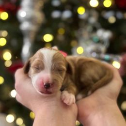 Girl 2 - female Goldendoodle puppy in Peoria, Arizona from Cactus Doods