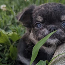 Tiny Elana $3,500 - Black and tan Chihuahua puppy in Maryland from A & O Cherished Chihuahuas