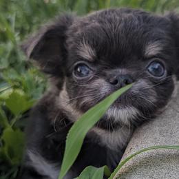 Tiny Elana $3,500 - Black and tan Chihuahua puppy in Maryland from A & O Cherished Chihuahuas