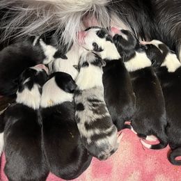 Border Collie Puppies from By Design Farm