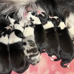 Border Collie Puppies from By Design Farm