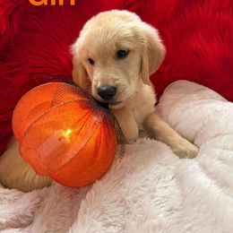 Golden Retriever Puppies from American True Golden retriever