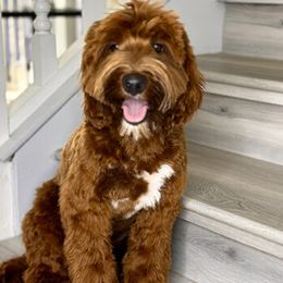 Leo - Australian Labradoodle