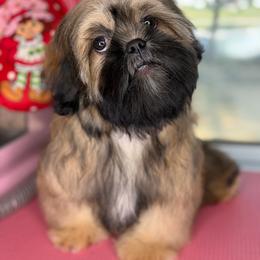 Nico - Sable male Shih Tzu puppy in Roseville, Michigan from Diamond Paws LLC