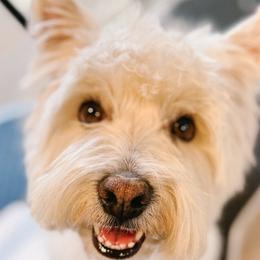 Roxie - West Highland White Terrier
