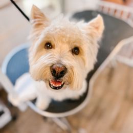 Roxie - West Highland White Terrier