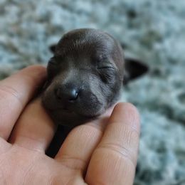 Roger - Blue male Italian Greyhound puppy in Lancaster, Texas from Lopez G Kennel