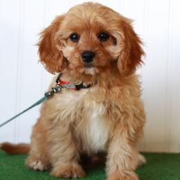 Basil - Red male Cavapoo puppy in Springtown, Texas from North Texas Puppies