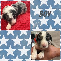 Boy 2 (red vine) - Blue merle male Aussiedoodle puppy in Paradise, Texas from Diamond Z Poodles & Doodles
