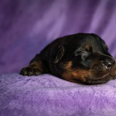 Glitch - Black and rust male Beauceron puppy in Medina, Ohio from Beaucerons Des Vents