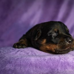 Glitch - Black and rust male Beauceron puppy in Medina, Ohio from Beaucerons Des Vents