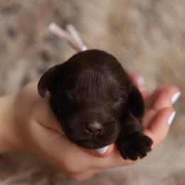 Light Pink - Chocolate female Australian Labradoodle puppy in Williamstown, New York from Lewis Manor Labradoodles