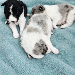 Female 1 - White and blue merle female Border Collie puppy in Shell Knob, Missouri from Stoneridge Kennel