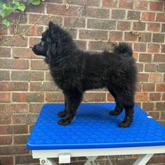 German Spitz Puppies from Legacy Kennels Michigan