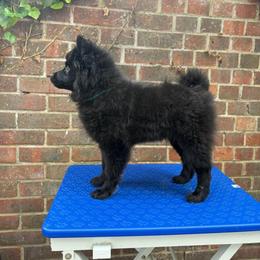 German Spitz Puppies from Legacy Kennels Michigan
