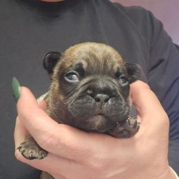 Boy 2 - Fawn male French Bulldog puppy in North Platte, Nebraska from Honey Hole Frenchies