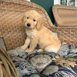 Haddie - Cream female Goldendoodle puppy in Winchester, Virginia from Morningstar Goldendoodles