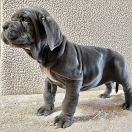 Ronan - Blue Neapolitan Mastiff puppy in Canyon, Texas from Mastini Della Forte
