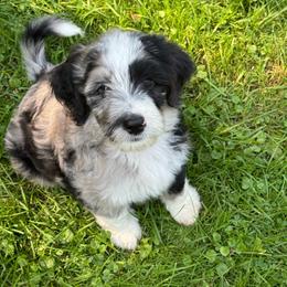 Archie - Blue merle male Aussiedoodle puppy in Churchville, New York from Bluebird Family Farm