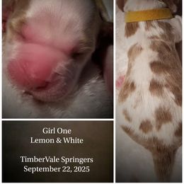 Girl 1 - female English Springer Spaniel puppy in Silverdale, Washington from TimberVale Springers
