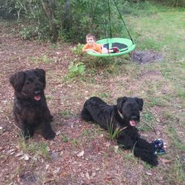 Giant Schnauzer All Grown Up from LaRoc Onyx Riesinbach Kennels