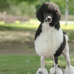Poodles from JHT’s Standards