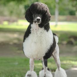 Poodles from JHT’s Standards
