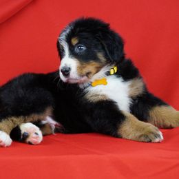 Bernese Mountain Dog Puppies from Lonesome Pine Farm