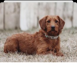 Penny - Labradoodle