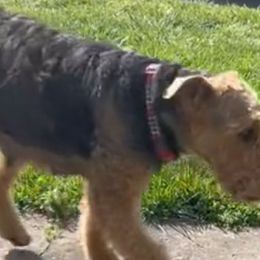 Airedale Terriers from Joandrea’s Airedales