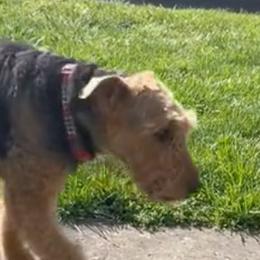 Airedale Terriers from Joandrea’s Airedales