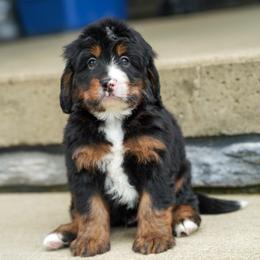 Mustang - Tri-color male Bernedoodle puppy in Dundee, Ohio from Down Home Doodle