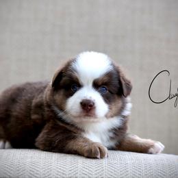 Meeny - Red merle female Miniature Australian Shepherd puppy in Prague, Oklahoma from Clay Creek Aussies