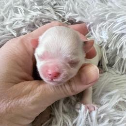 Caleb - White Male - White male Chihuahua puppy in Laurel, Mississippi from Home of Tiny Chihuahuas