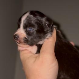 Naomi - Black tri female Miniature Australian Shepherd puppy in Arvada, Colorado from Lion and The Lamb Kennel