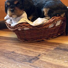 Cavalier King Charles Spaniel and Cavapoo Puppies from Cavaliers of Windsor