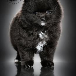 Storm - Black female Pomeranian puppy in Fultonville, New York from Sandy Aussies & Pomeranians