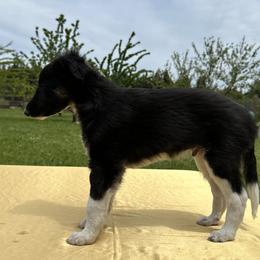 Silken Windhound Puppies from Luminous Silken Windhounds
