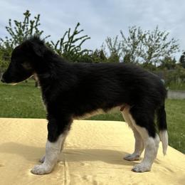 Silken Windhound Puppies from Luminous Silken Windhounds