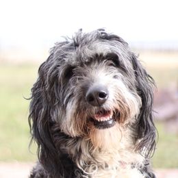 Bernedoodles from Doodles of the Rockies